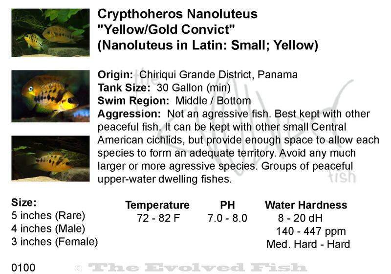 Crypthoheros Nanoluteus	&quot;Yellow/Gold Convict&quot;