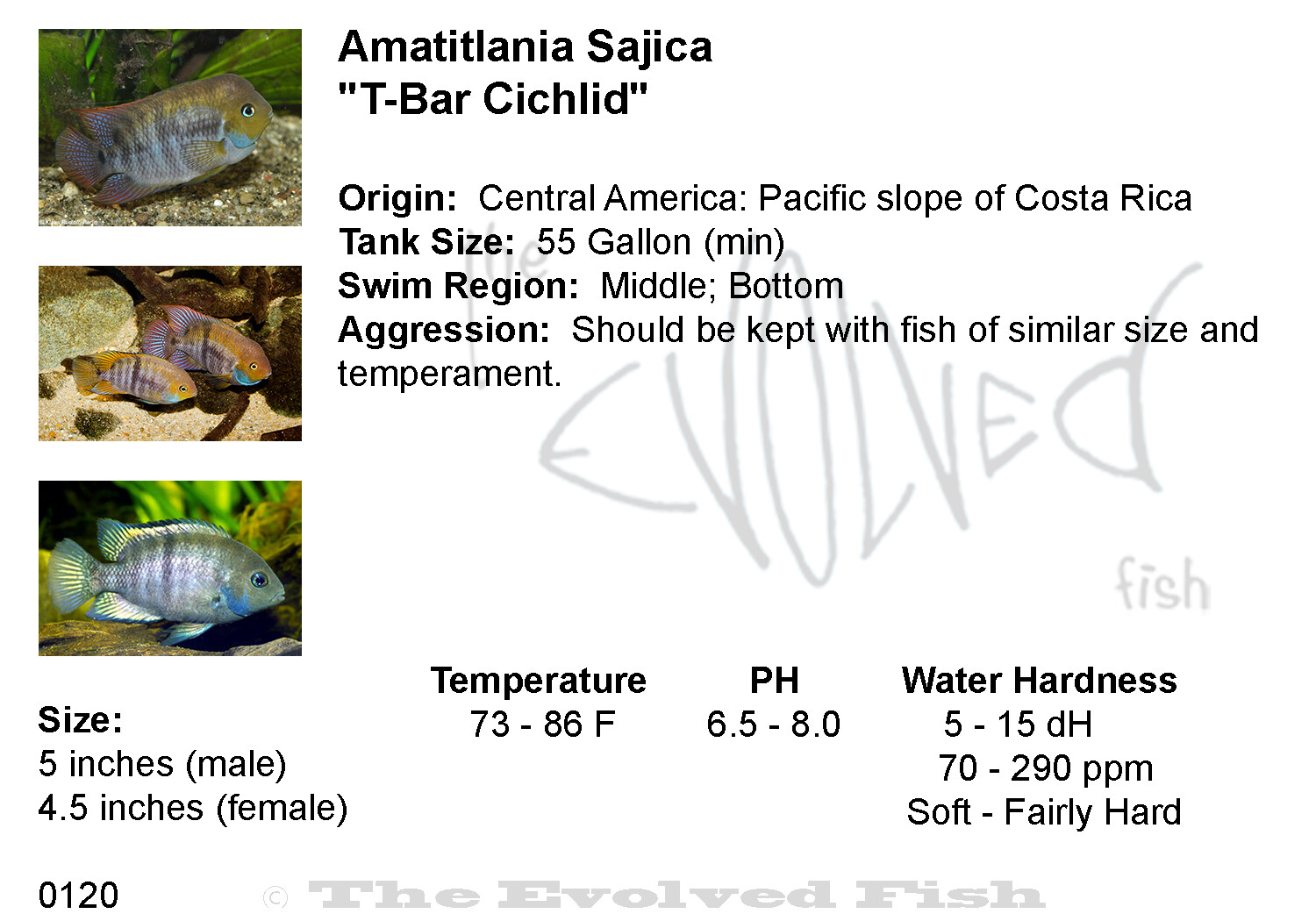 Amatitlania Sajica	&quot;T-Bar Cichlid&quot;