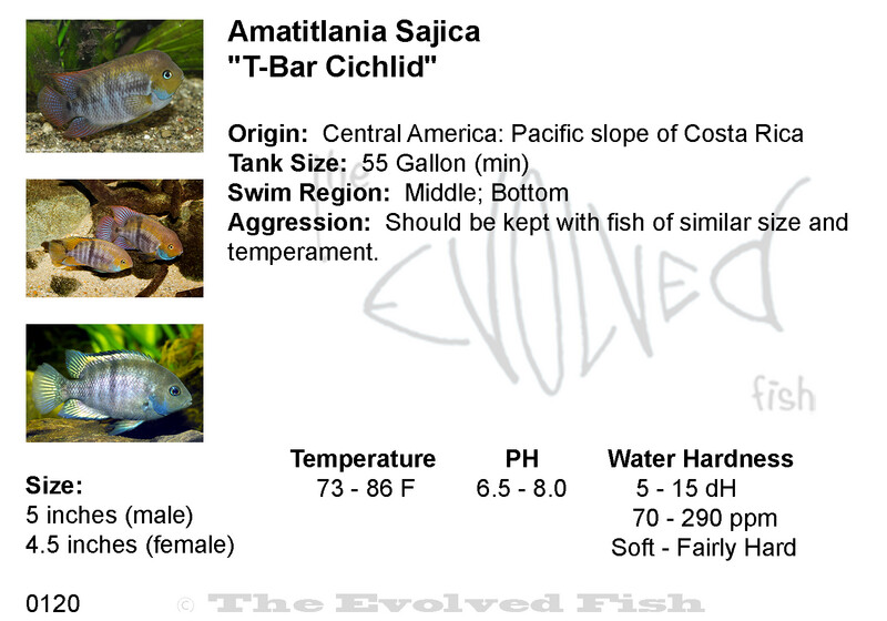 Amatitlania Sajica	&quot;T-Bar Cichlid&quot;