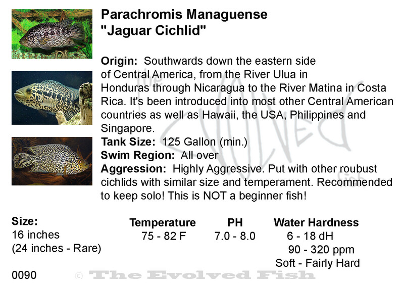 Parachromis Managuense	&quot;Jaguar Cichlid&quot;