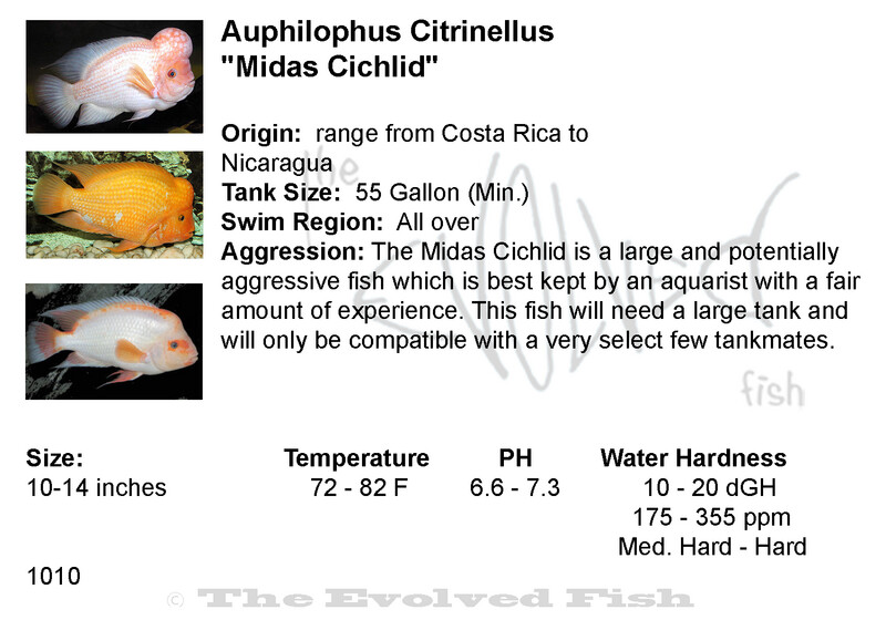 Auphilophus Citrinellus	&quot;Midas Cichlid&quot;