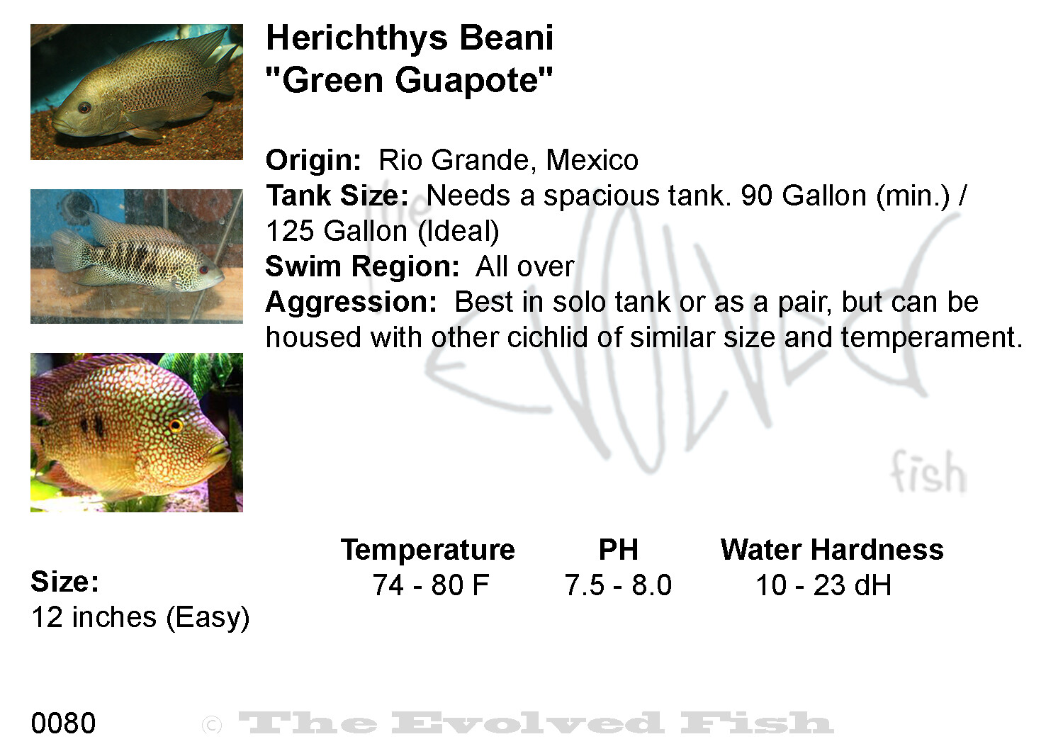 Herichthys Beani	&quot;Green Guapote&quot;