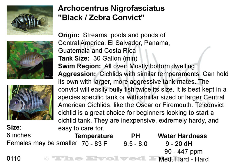 Archocentrus Nigrofasciatus	&quot;Black / Zebra Convict&quot;