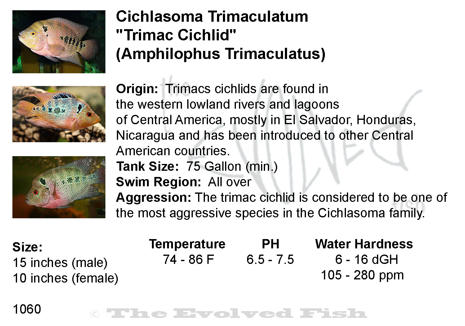 Cichlasoma Trimaculatum 	&quot;Trimac Cichlid&quot;