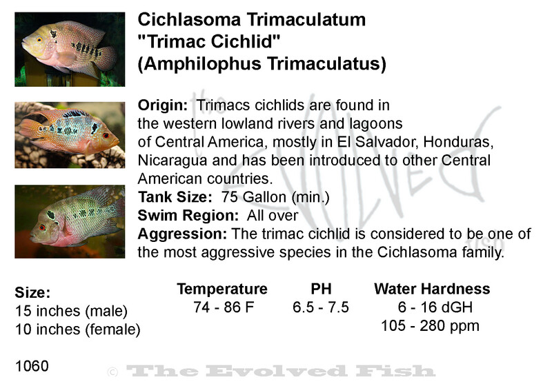 Cichlasoma Trimaculatum 	&quot;Trimac Cichlid&quot;