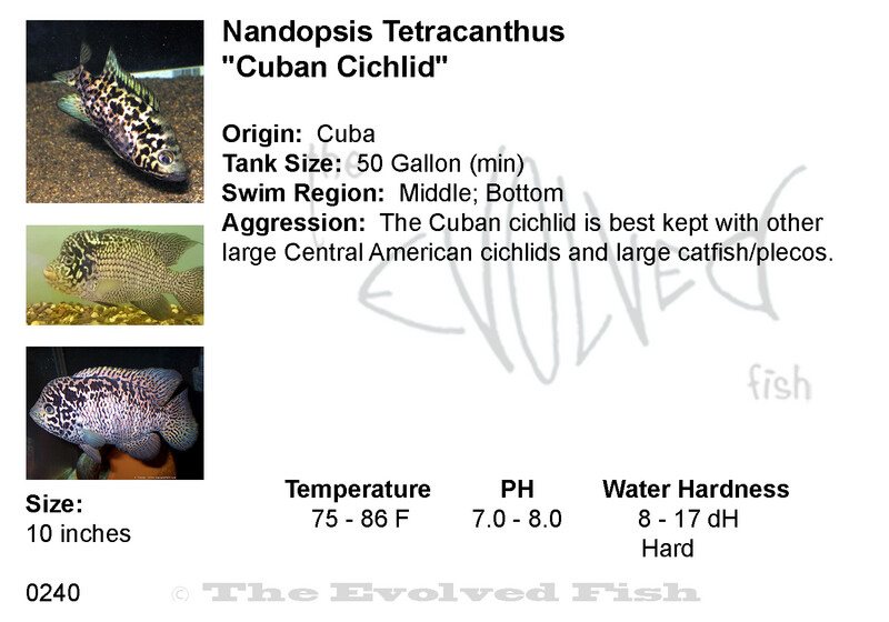 Nandopsis Tetracanthus	&quot;Cuban Cichlid&quot;