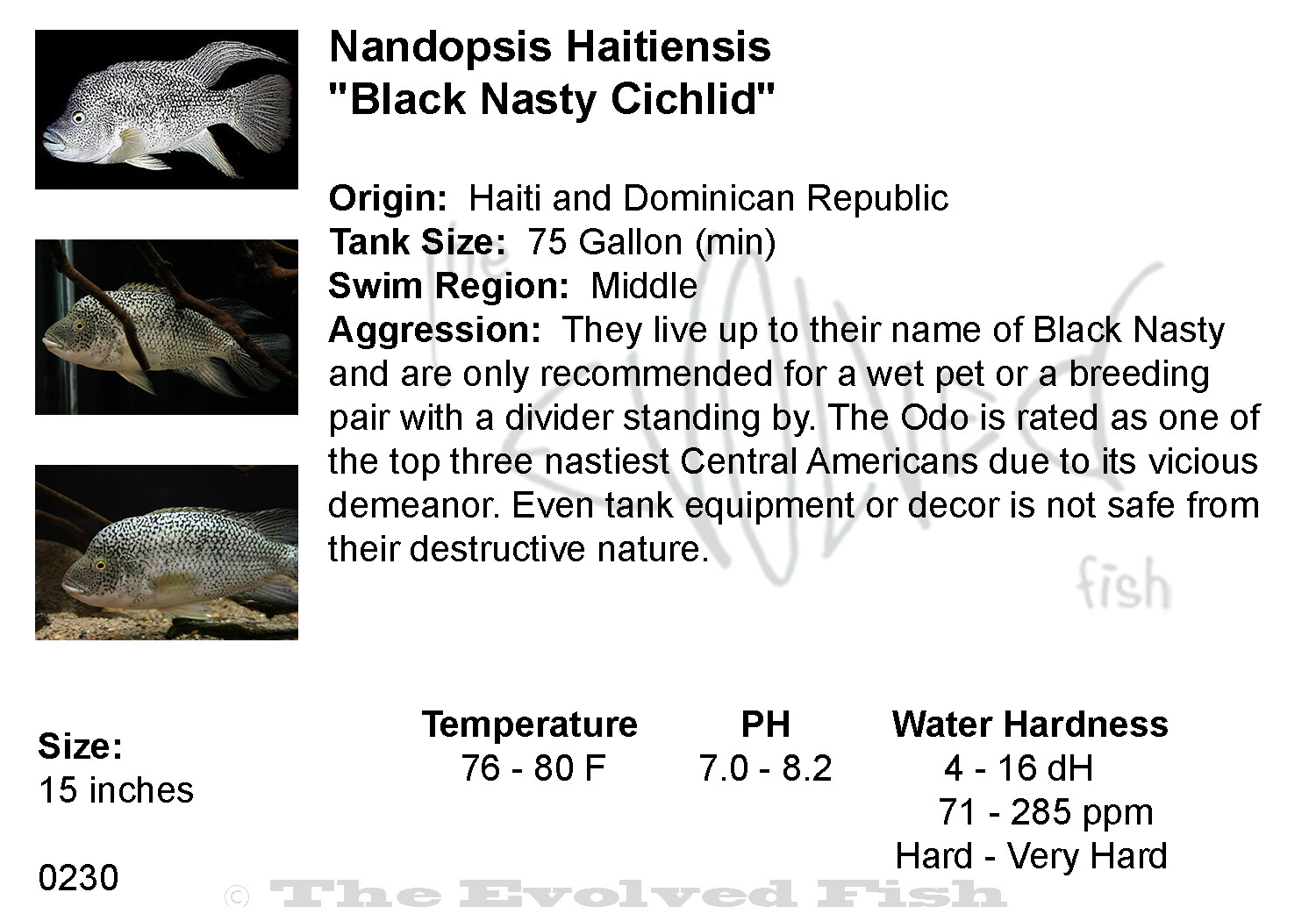 Nandopsis Haitiensis	&quot;Black Nasty Cichlid&quot;