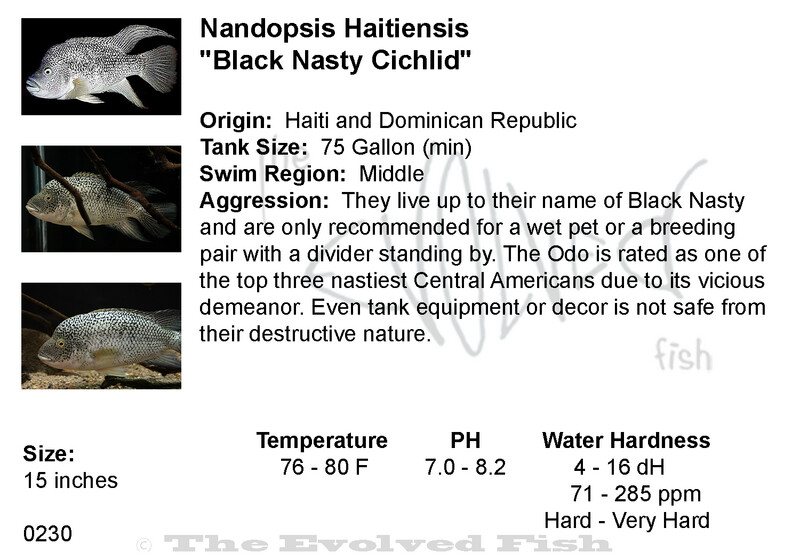 Nandopsis Haitiensis	&quot;Black Nasty Cichlid&quot;