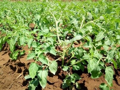 Benefits of Organic Fertilizers