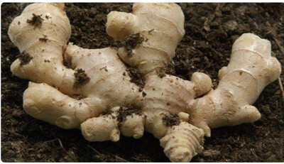 How to start Ginger farming