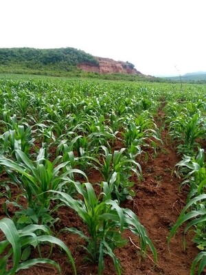 Organic Foliar fertilizer