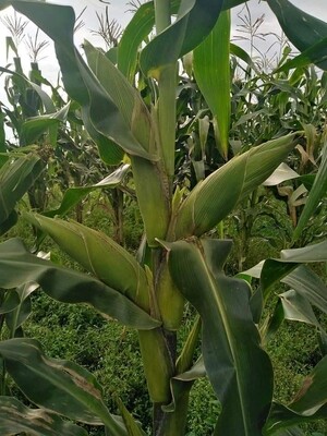 How to increase your yields using organic fertilizers 