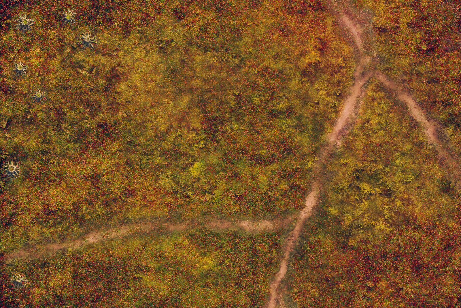 Next Level Forêt Sylvestre  (compatible The Old World®)