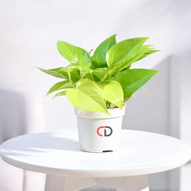 Money Plant