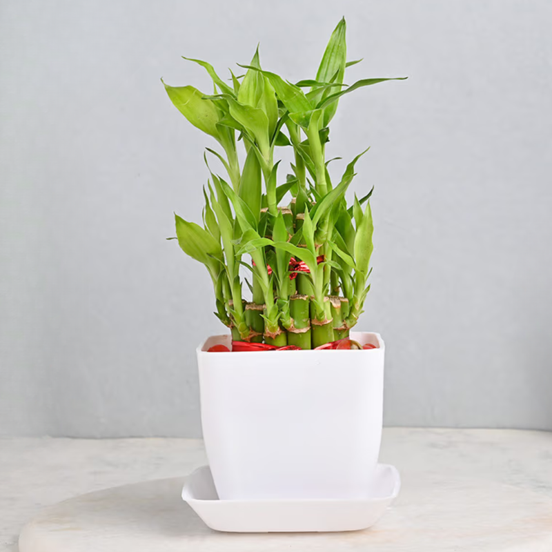 Bamboo Plants