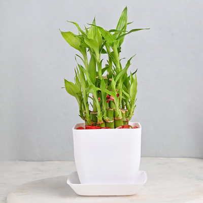 Bamboo Plants
