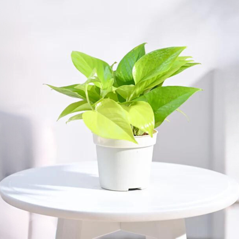 Money Plant
