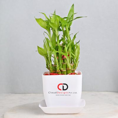 Bamboo Plants