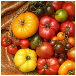 Organic Heirloom Tomato Sampler--Full Flat 16 plants Organic Heirloom Tomato Sampler--Full Flat 16 plants