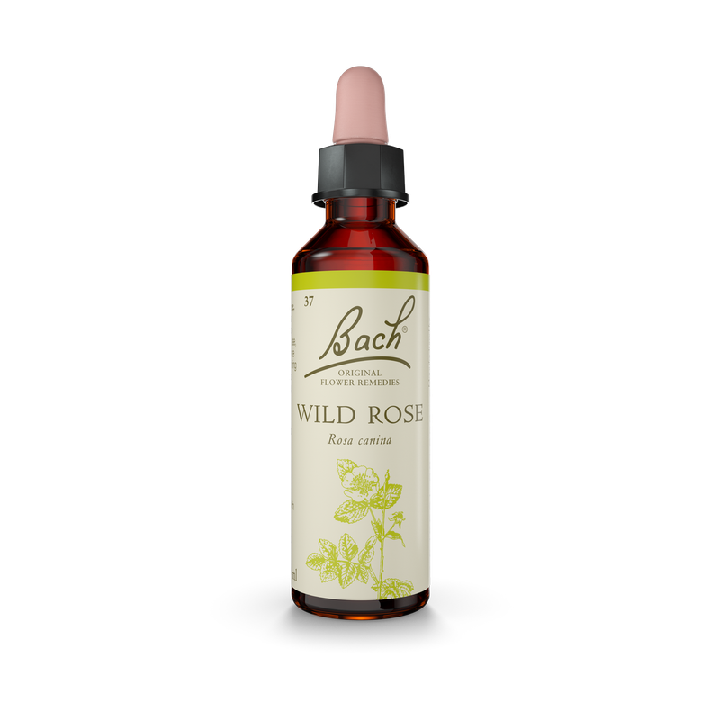 Bach® Wild Rose