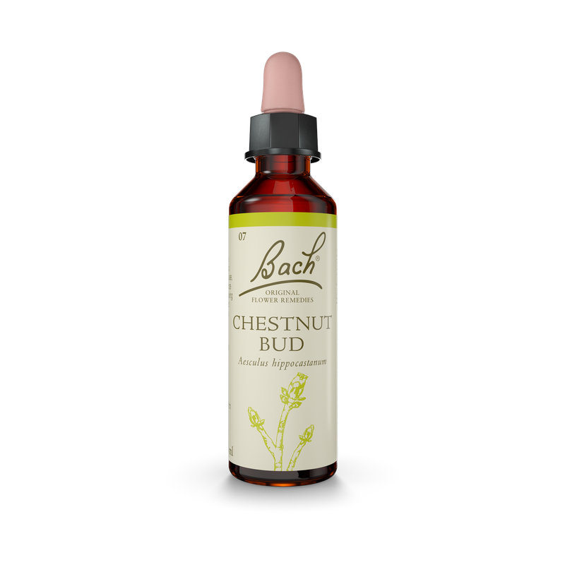 Bach® Chestnut Bud