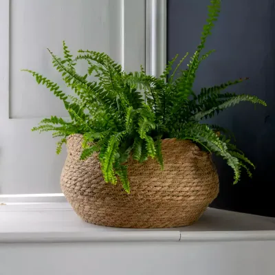 Grand Illusions Shallow Seagrass Planter