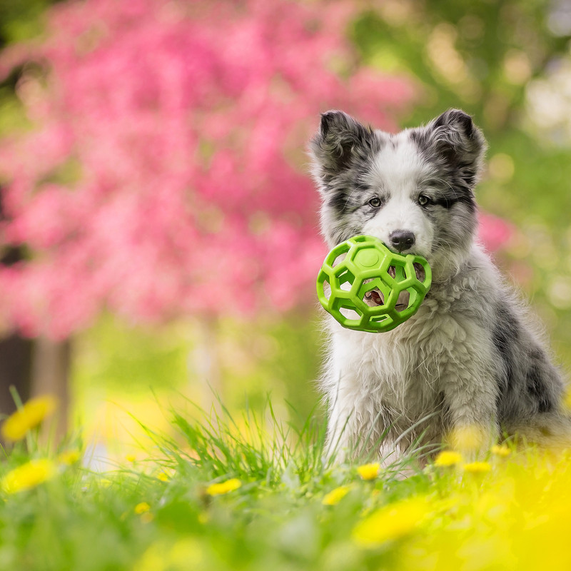 Graduate Puppy Training Package