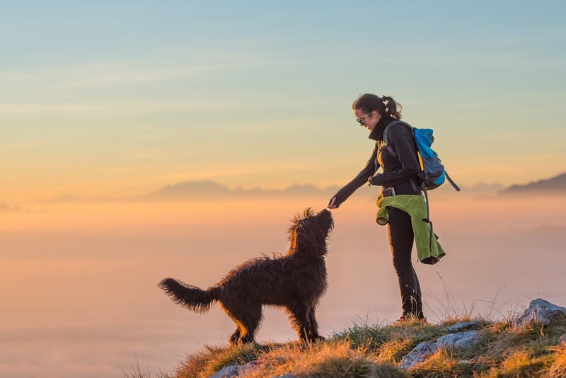 Long-term K9 Behavioral Therapy Package