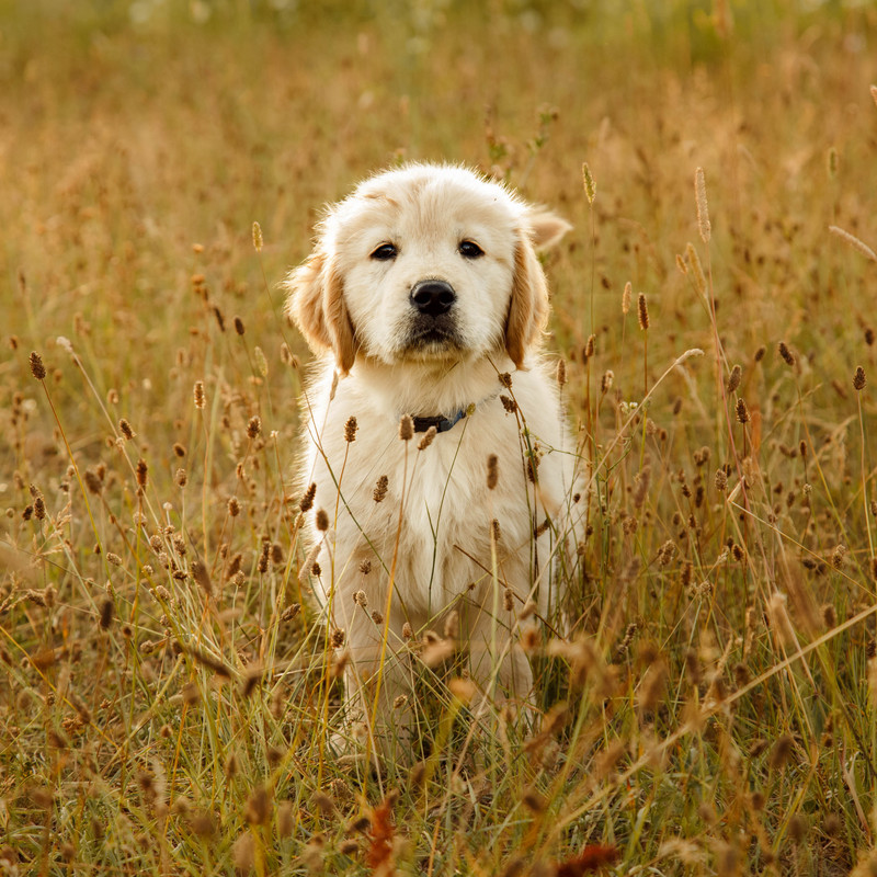 Basic Puppy Training Package