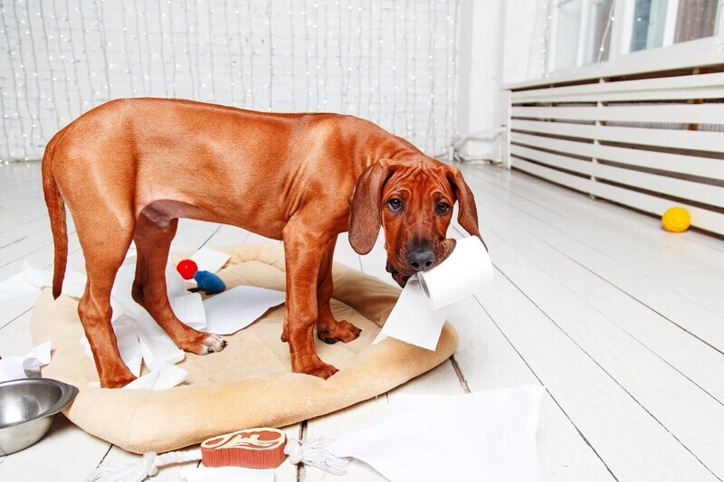 Masters Puppy Training Package