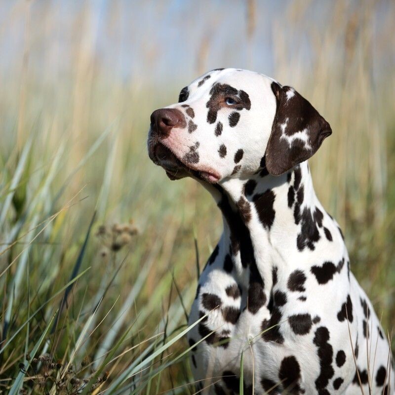 Short-term K9 Behavioral Training Package