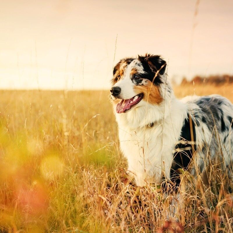 Intermediate K9 Behavioral Training Package