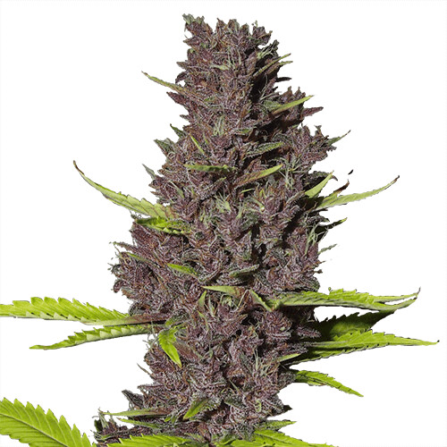 Frosted Lime CBD