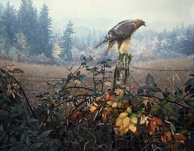 The Raptor's Watch - Red Tailed Hawk