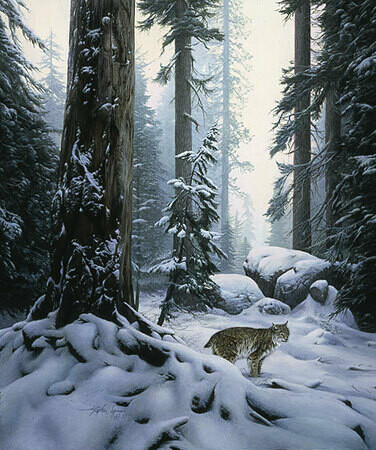 Snow Hunter - Bobcat