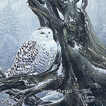 Snowy Throne - Snowy Owl