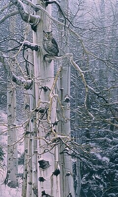 Sentinel of the Grove - Great Horned Owl