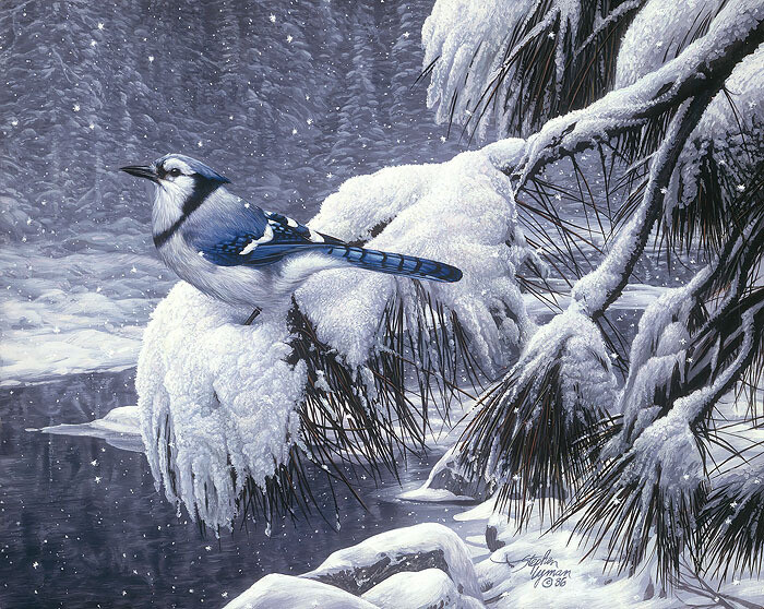 Twilight Snow - Blue Jay