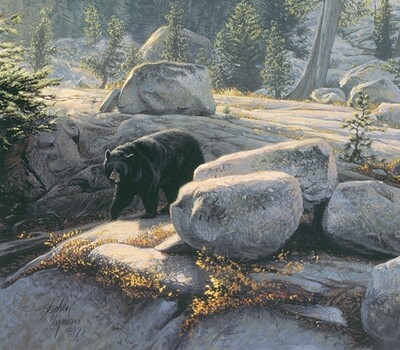 Boulder Bruin - Black Bear