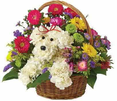 Wishes Dog-Able Wishes Dog-Able