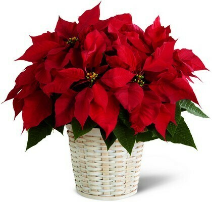 Poinsettia Plant