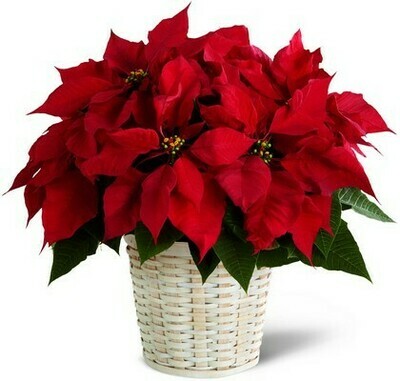 Poinsettia Plant