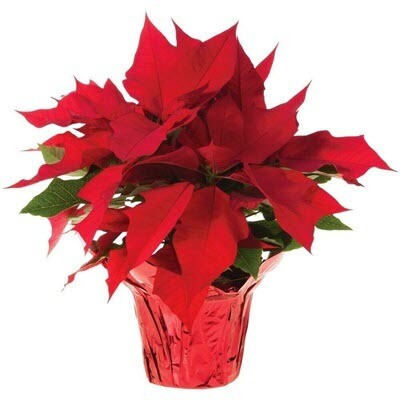 poinsettia plant small