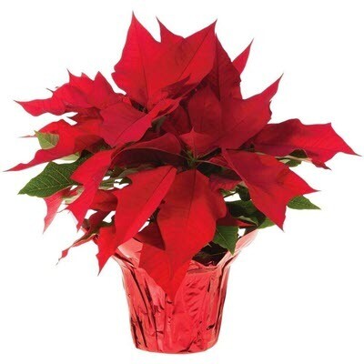 Poinsettia Plant