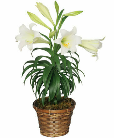 Easter Lily Easter Lily