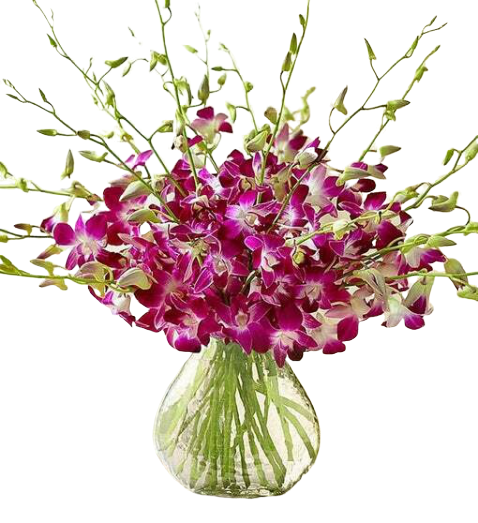 dendrobium orchids vase