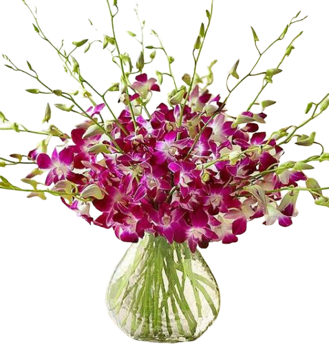 dendrobium orchids