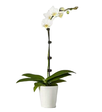 white orchid