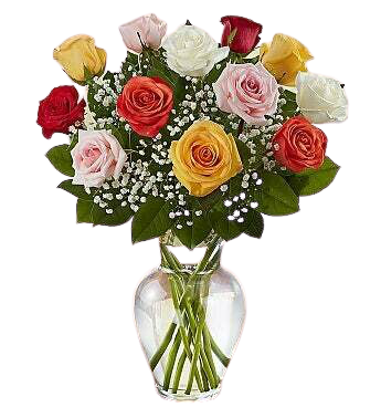 Rainbow of Roses Rainbow of Roses