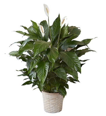 peace lily large